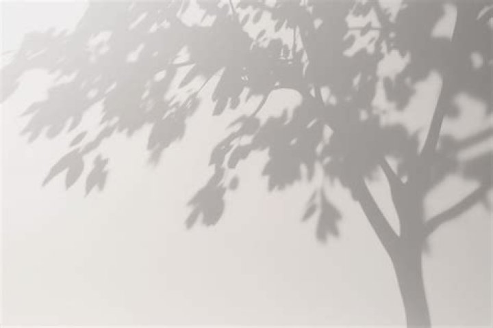 Shadow of a Tree Brianna Danae Flickr