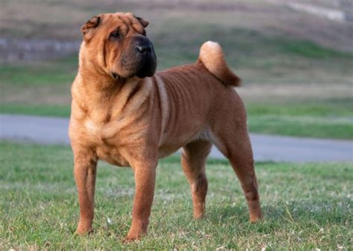 Shar Pei Labrador Mix Fakten Hunde Zentrale