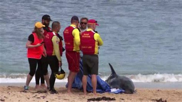Shark attack victim tells how she tore at a Great White's eyes with her