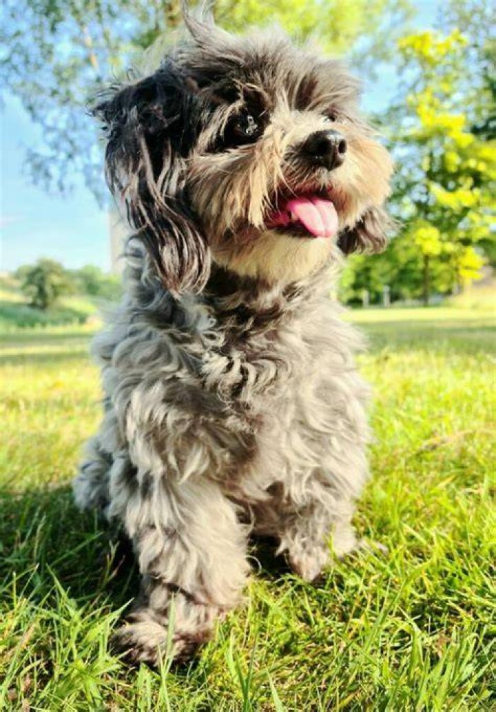 Show Me The Laziest, Biggest, And Fluffiest Dogs That You Have Seen