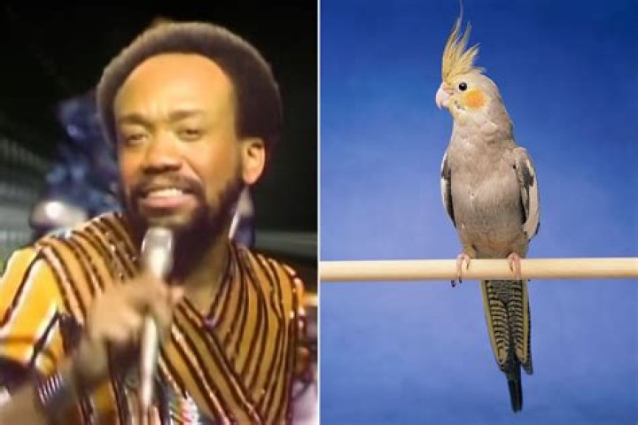 Singing bird goes viral for keeping owner cheerful at 7am with Earth