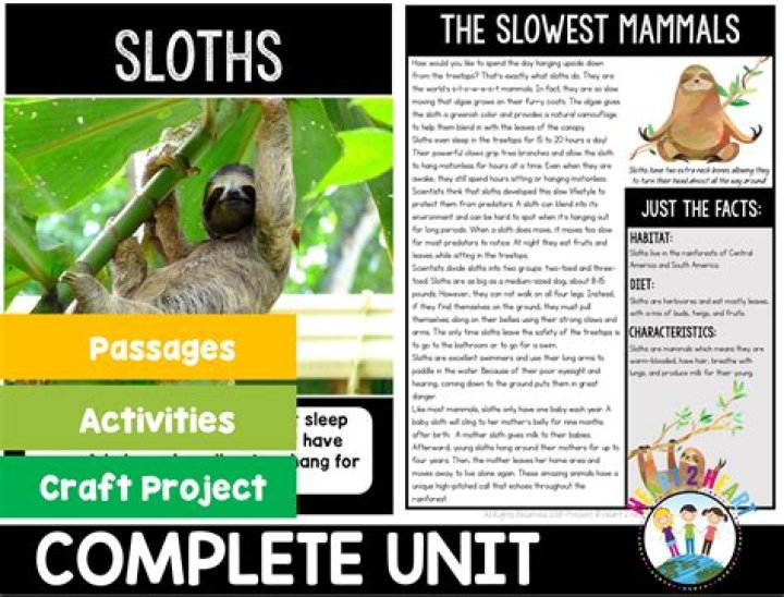 Sloth Deformities A Study The Sloth Conservation Foundation