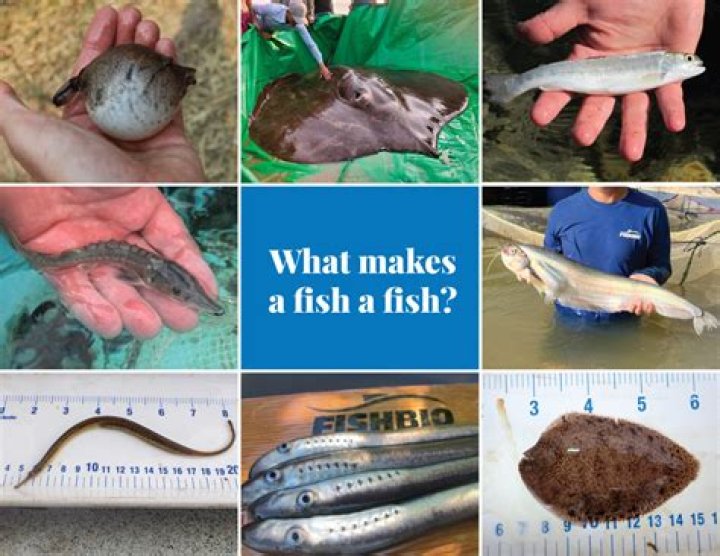 Small Fish What's The Smallest Fish? Tankofish
