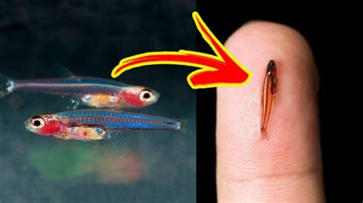 Smallest Fish In The World