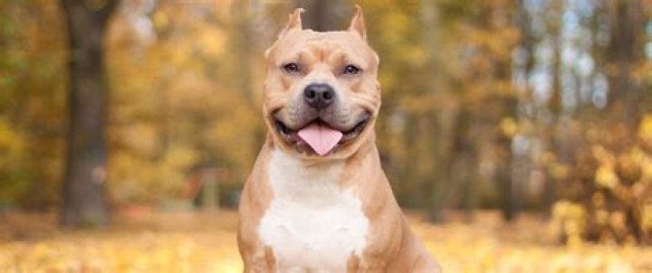 Smiling Pit Bull Bokeh HD Wallpaper