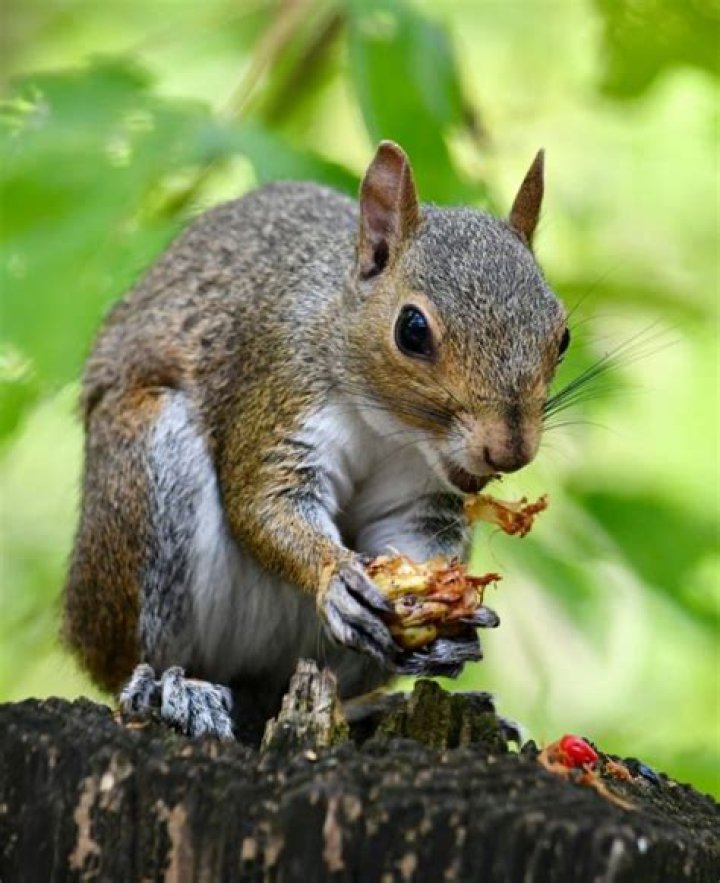 Snacking Squirrel Sick Day
