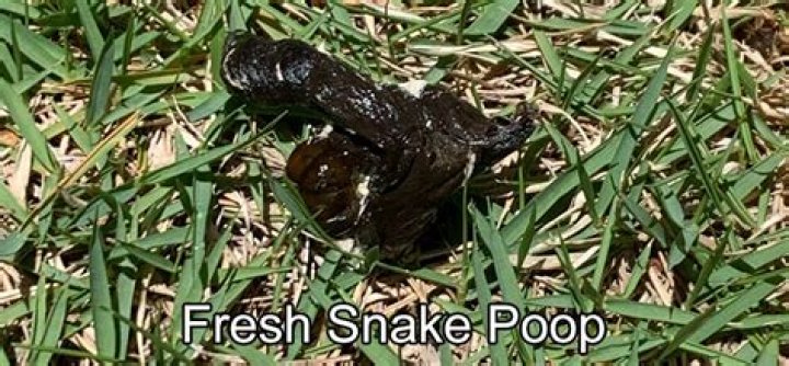 Snake poop!