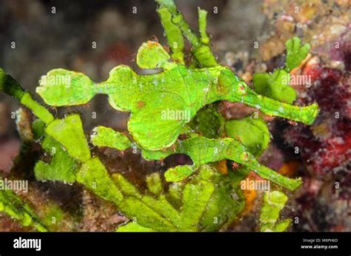 SOLENOSTOMUS HALIMEDA (ORR, FRITZSCHE & RANDALL, 2002)