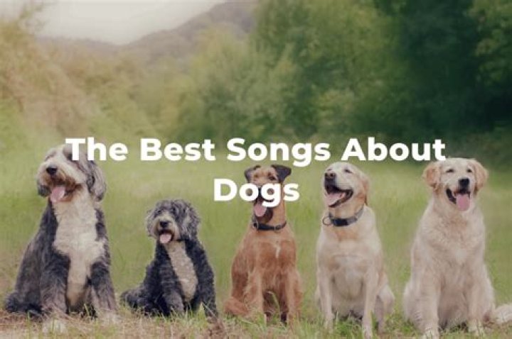 Songs About Dogs 51+ Best Songs About Our Four Legged Friends