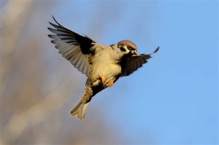 Sparrow Meaning and Sparrow Symbolism on WhatsYourSign