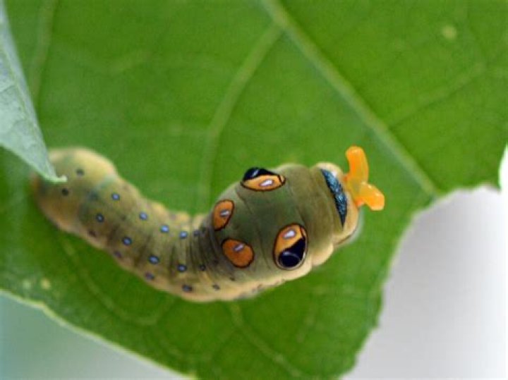 Spicebush Swallowtail Caterpillar