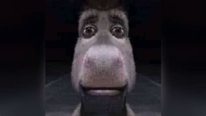 Staring Donkey Image Gallery (Sorted by Views) (List View) Know Your