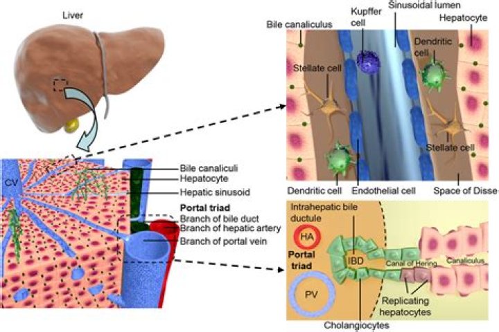 Structural organization of the liver Veterinary Histology