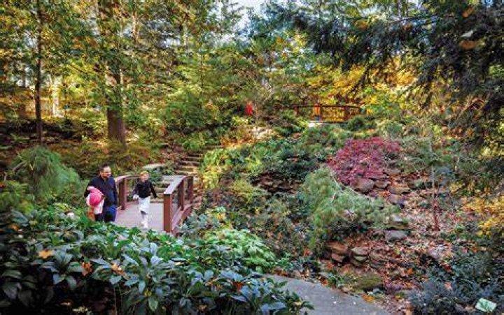 Sugar maple &raquo; Holden Forests & Gardens