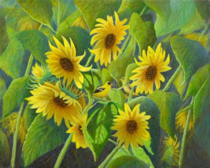 Sun Kissed Daniel Ambrose Gallery