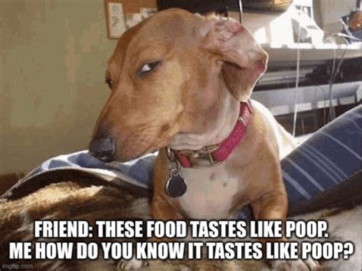 sus dog meme memes