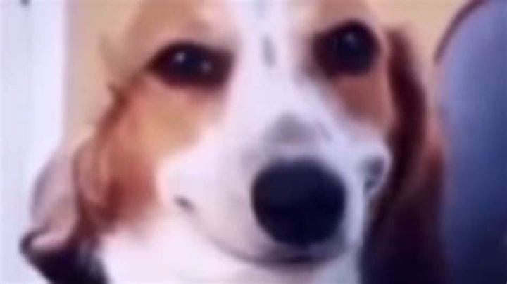 Sus Dogs Know Your Meme