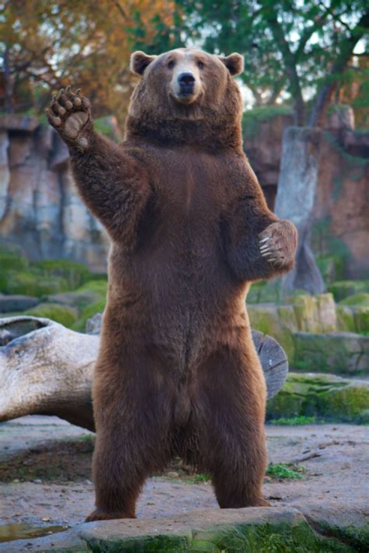 Tall Bear