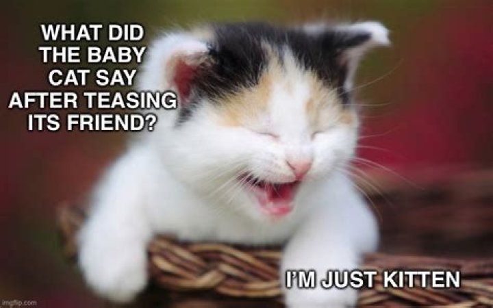Teasing Kitten Imgflip