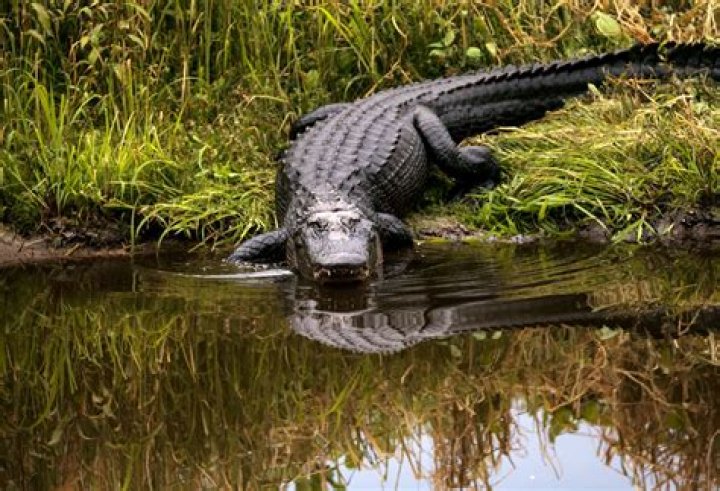The alligator hunting is on fire right now!!! With mating s
