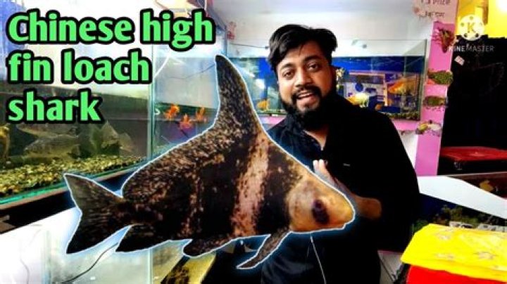 The Chinese Hi Fin Shark Facts and Care Guide