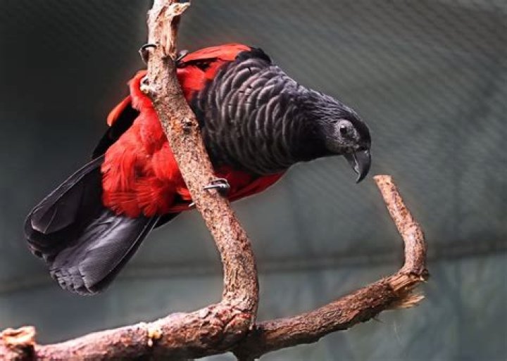 The Dracula Parrot Is a Rare Bird Found in New Guinea's Rainforest