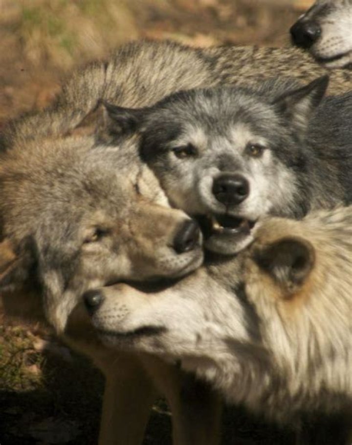 The Grey Wolf Sanctuary of Haliburton Forest Adventure Travel Blog