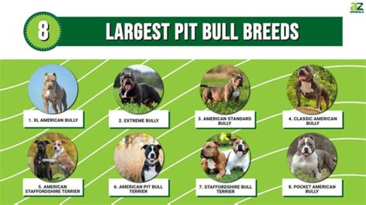 The Height of Pitbulls How Tall Is This Dog Breed? [2024]