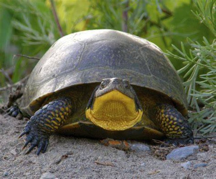 The hills + turtle moan = meme YouTube