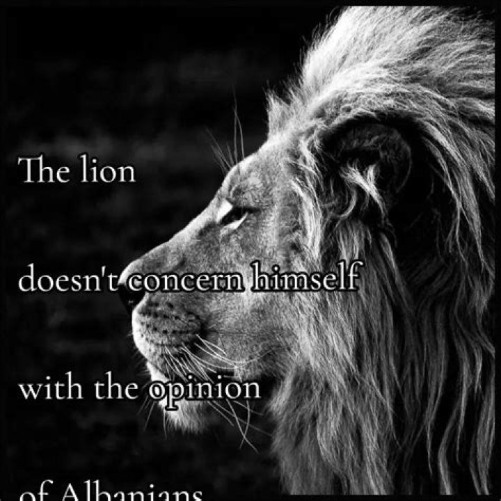 THE LION PAOLO DOESN'T NEED TO SCREAM AFTER SPLIT
