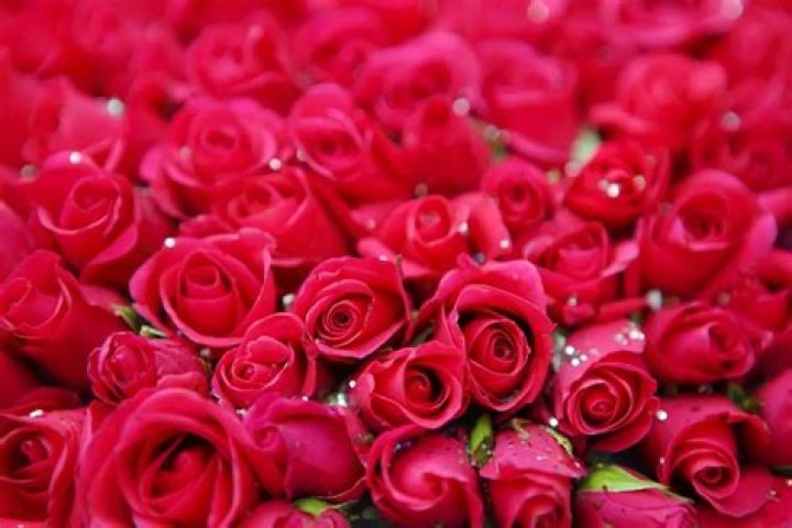 The Meaning of Red Roses Article onThursd