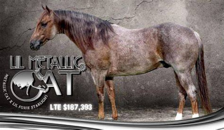 The MillionDollar Horse, Metallic Cat (2022)