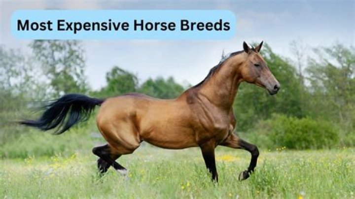 The most expensive horses in the world in 2019 3 Hayzed Magazine