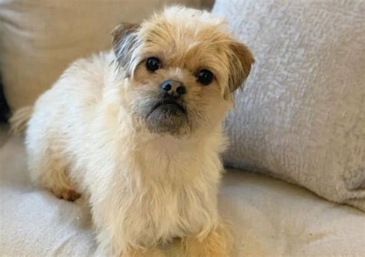 The Pug Poodle Mix What You Need To Know about the Pugapoo K9 Web