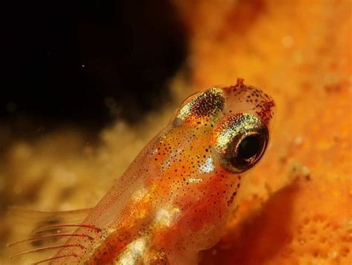 The Top 8 Smallest Fish in the World AZ Animals