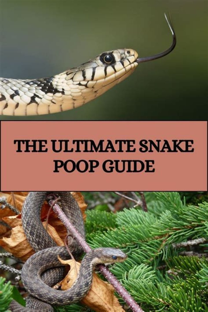 The Ultimate Snake Poop Guide Reptile Craze