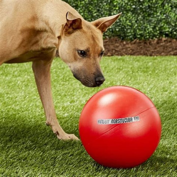 The Virtually Indestructible Ball Dog Toy, Color Varies, 10in