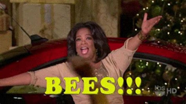 The week in GIFs Beef, bees, and vodka Grist