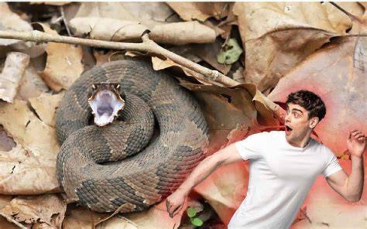 This is THE WORST SNAKE BITE He has EVER TAKEN!! YouTube