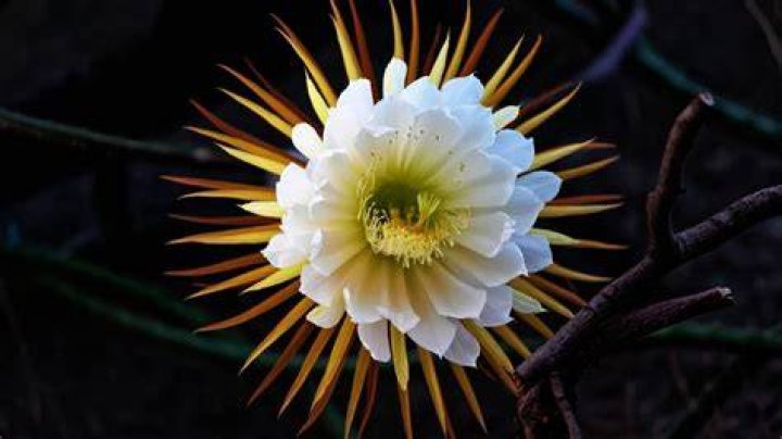 This photo is so rare. It has been deleted from Suzuka's instagram r