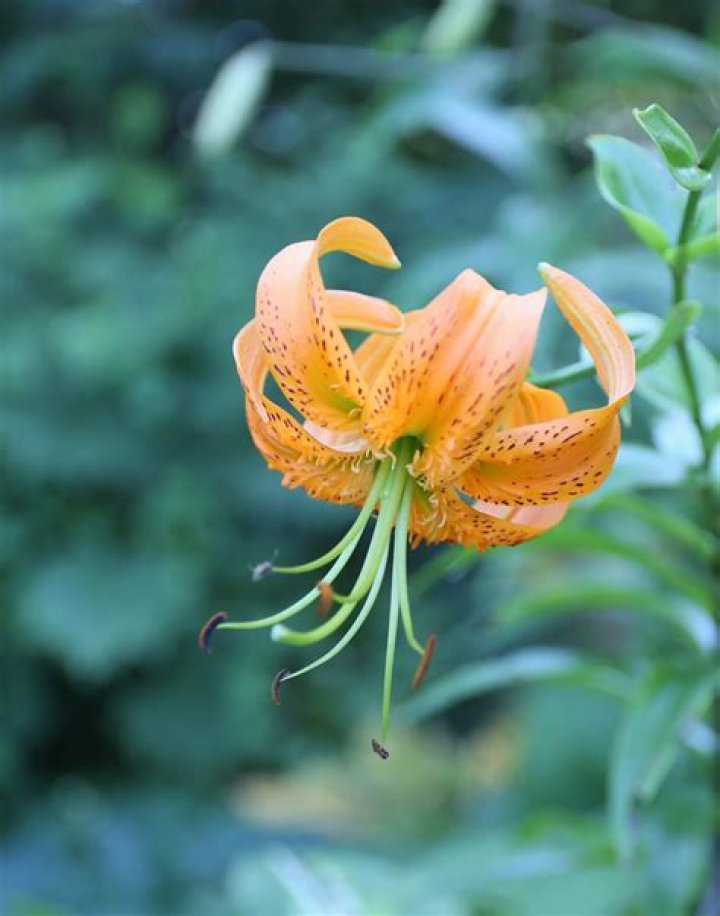 Tiger Lily Wallpapers Wallpaper Cave