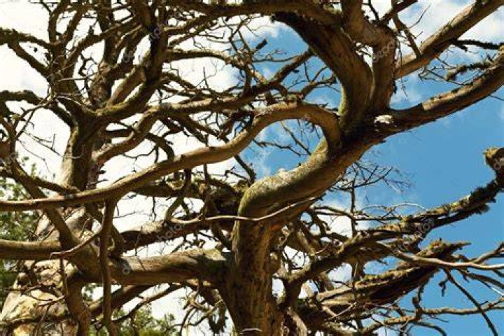 Tipuana Tree Thick Branches Free Stock Photo Public Domain Pictures