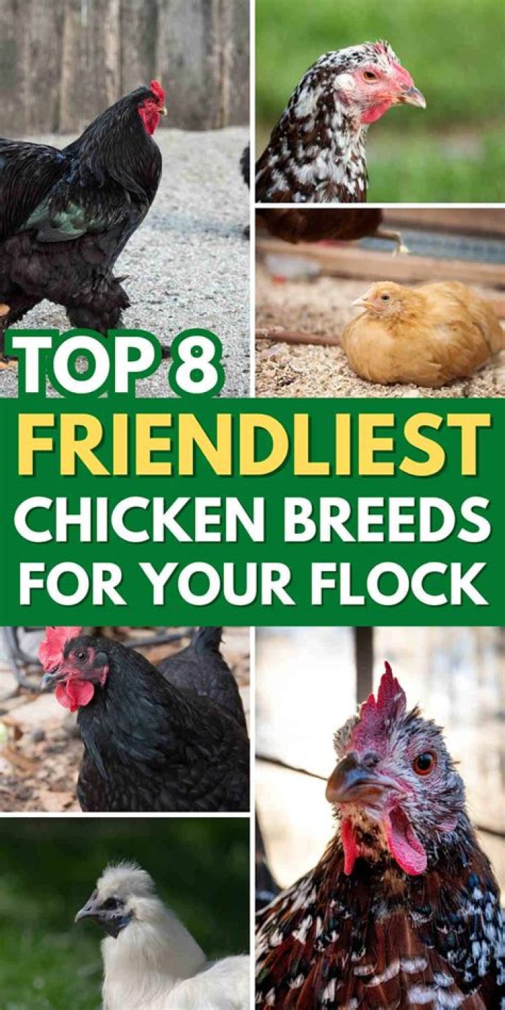 Top 8 Friendliest Chicken Breeds (Best Pet Chickens With Pictures)