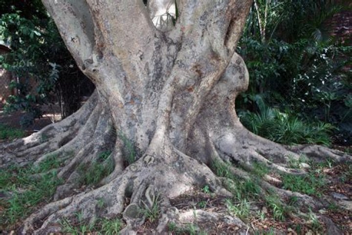 Tree Base With Thick Roots Free Stock Photo Public Domain Pictures