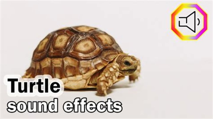 turtle moaning by TheSmilest Sound Effect Meme Button Tuna