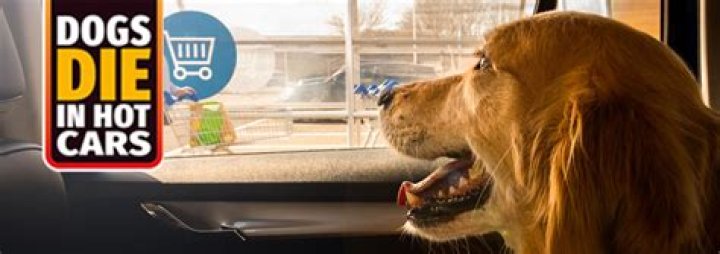 Two Dogs Die After Exposure To High Temps For Too Long