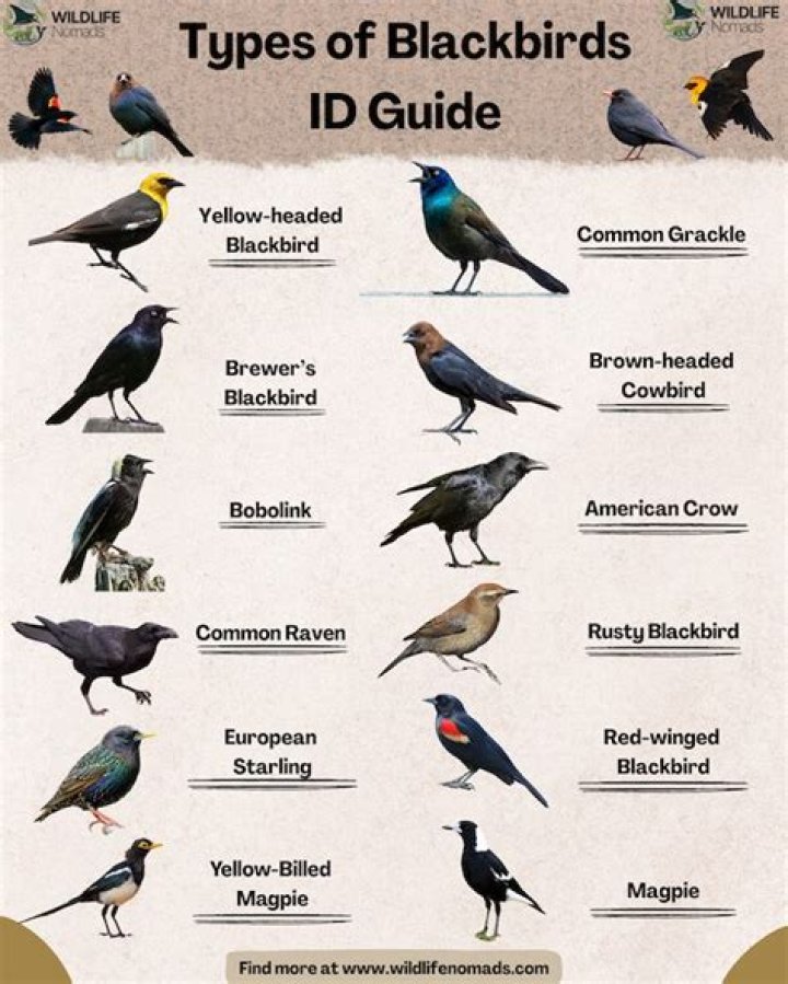 Types of Black Birds Commonly Found in America