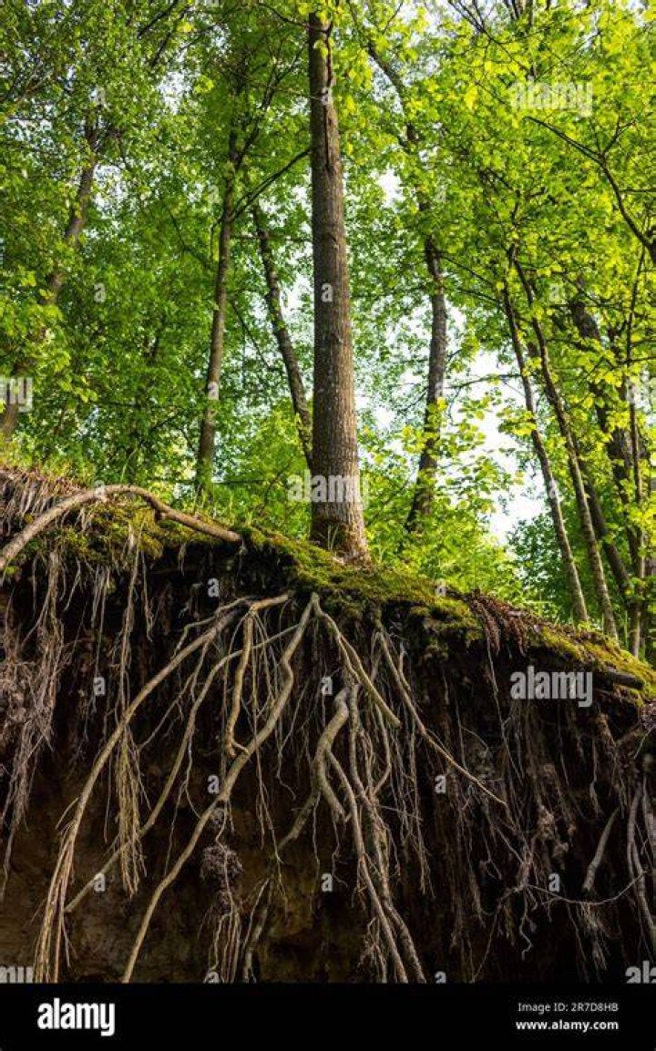 Uncovering The Roots Of A Star