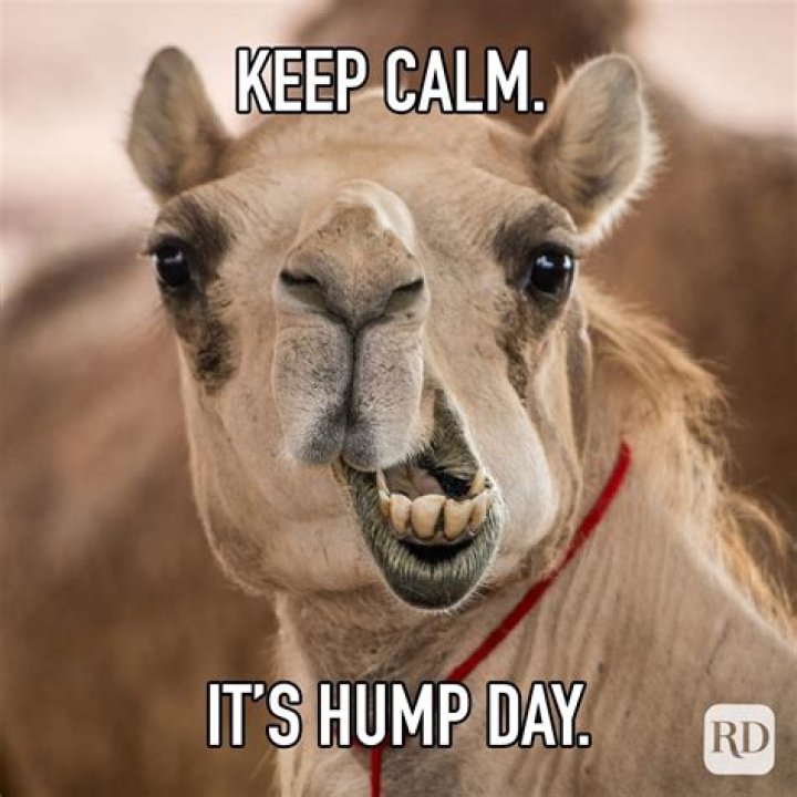 Unleash Your Inner Laughter: Hilarious Hump Day Memes For Midweek Motivation