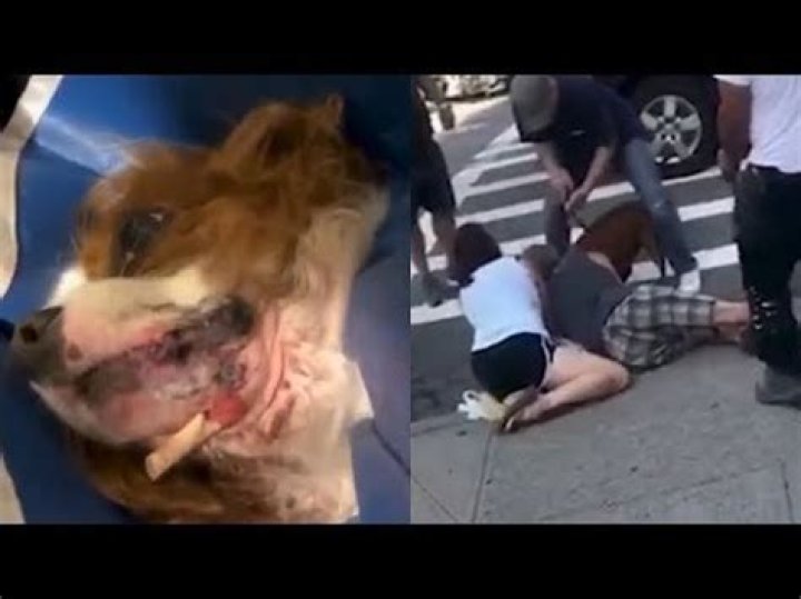 Unleashed pit bull viciously attacks small dog in Washington Heights